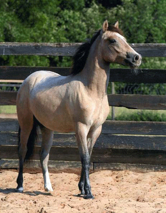 Finos - Stallions for Sale